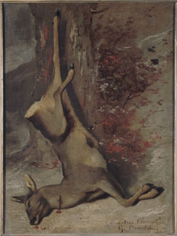 The Roe Deer