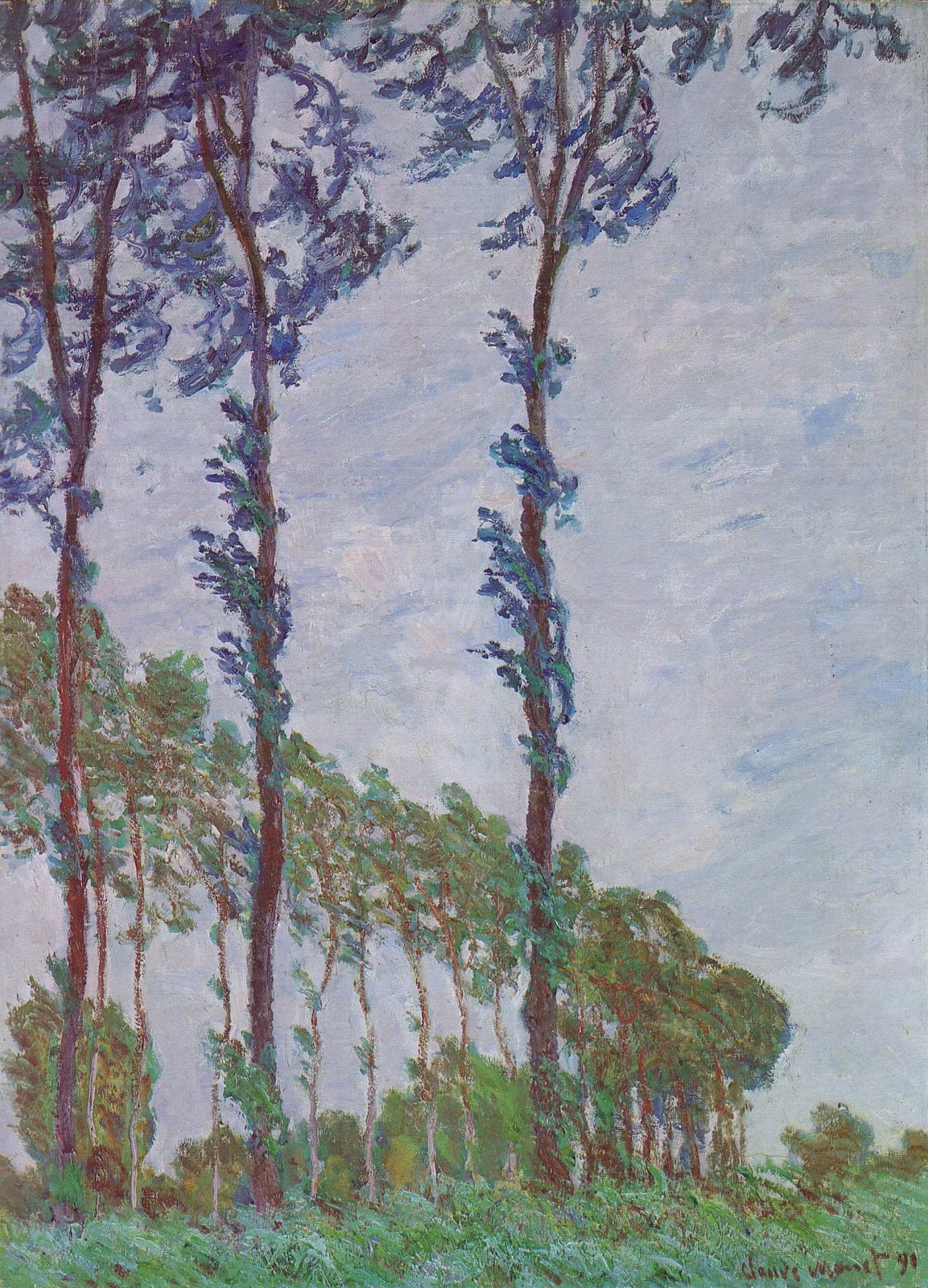 Wind Effect, Row of Poplars