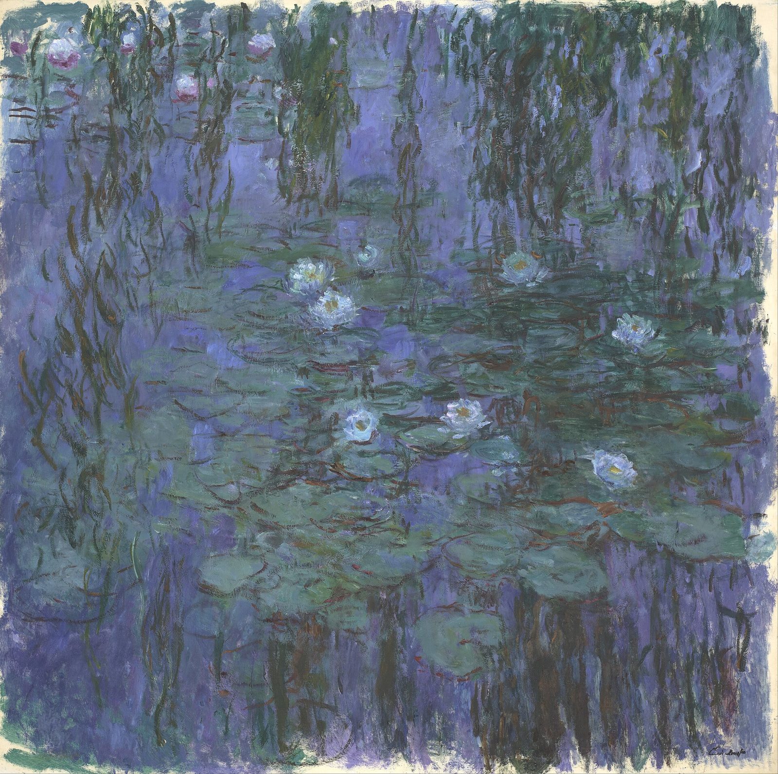 Ninfee blu
