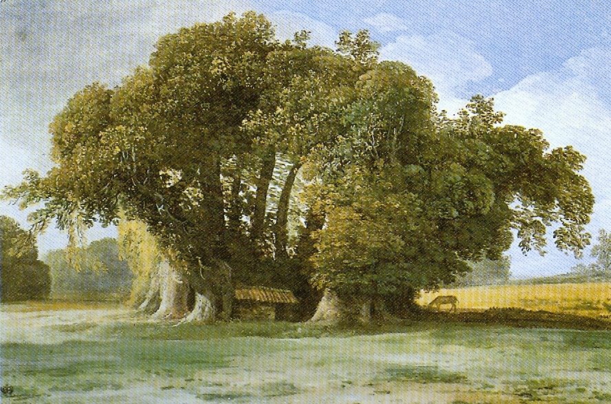 Der Kastanienbaum der hundert Pferde an den Hängen des Ätna