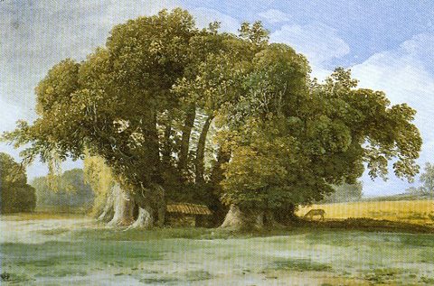 The Hundred-Horse Chestnut on the Slopes of Etna