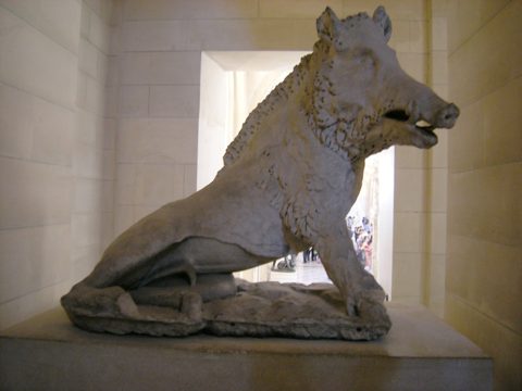 Wild Boar